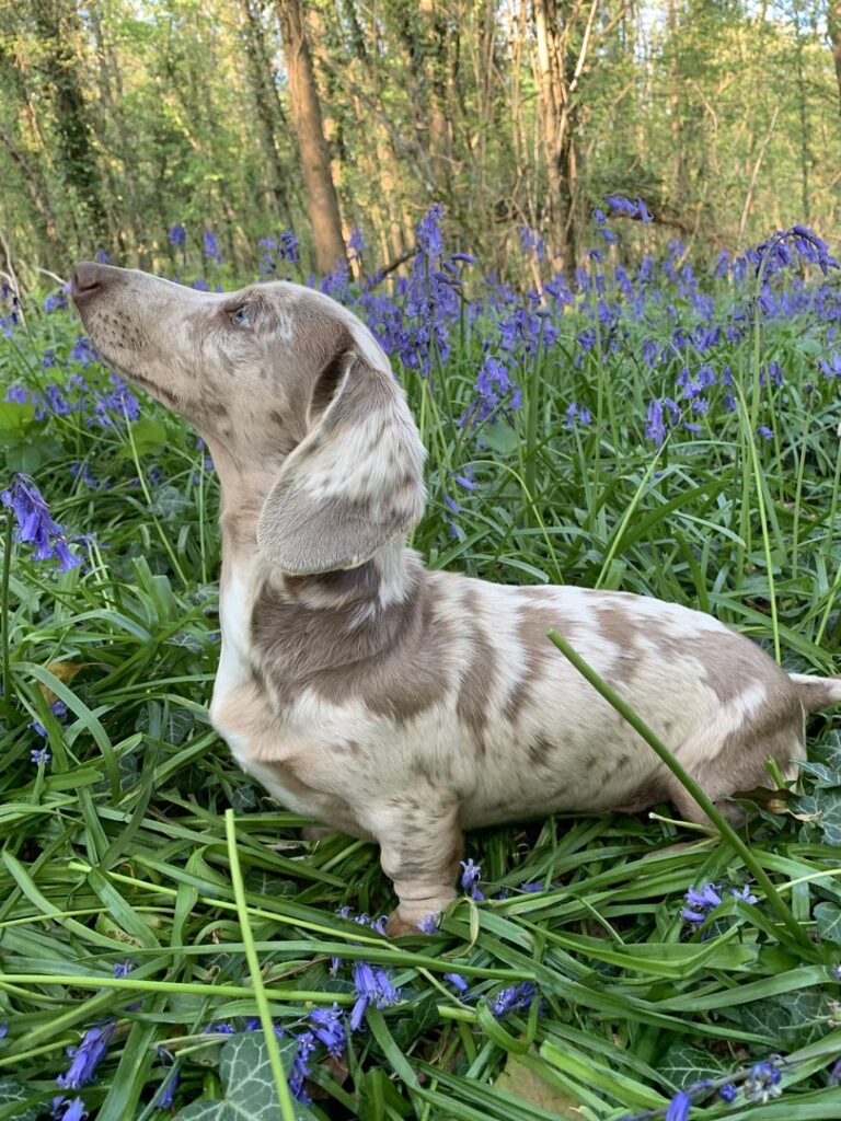 comp_content_mr fudge 1