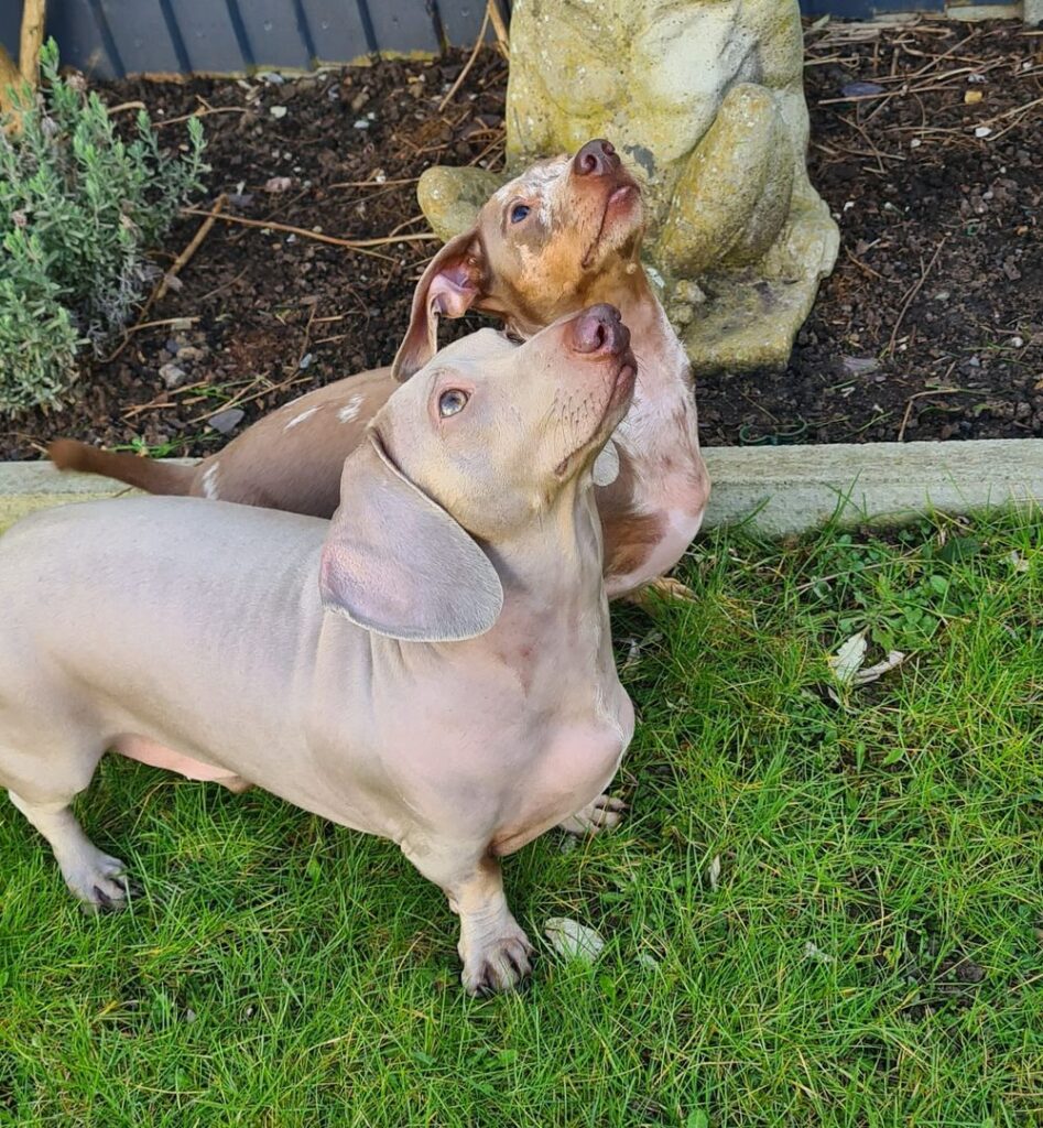 comp_content_solo and bailey 2