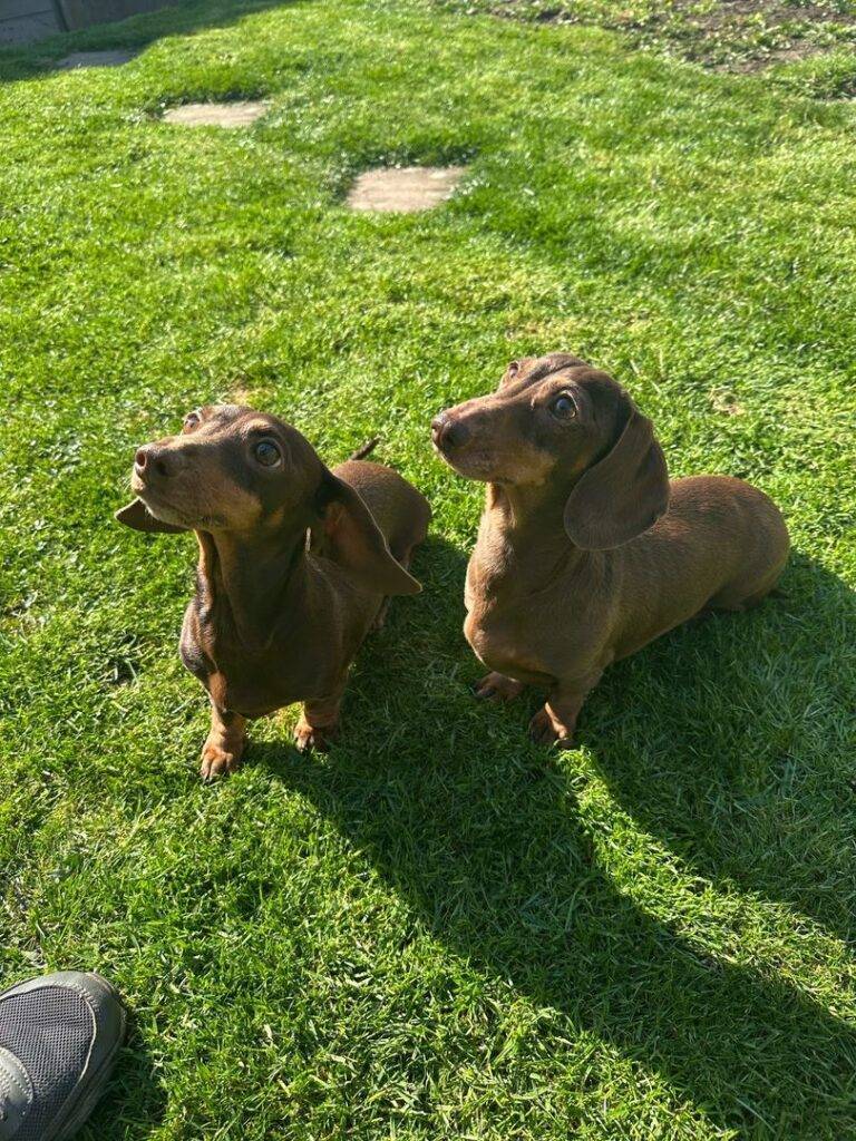 comp_content_twiggy and daisy 1