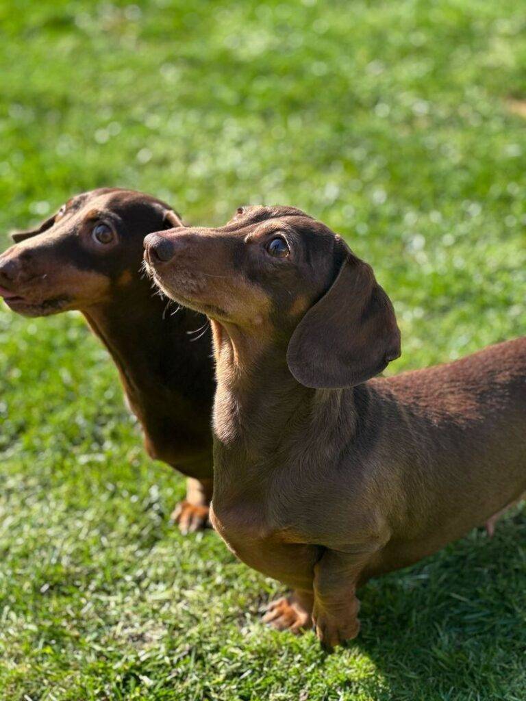 comp_content_twiggy and daisy2